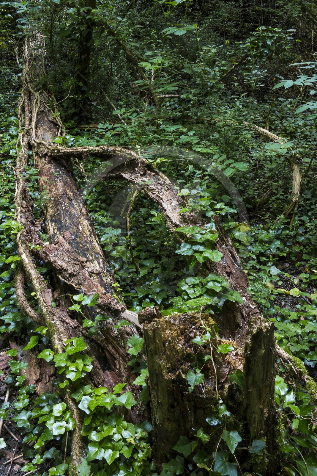 ENS de l'Isère, bois de la Bâtie
