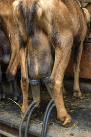 Gaec La Ferme des Ecrins