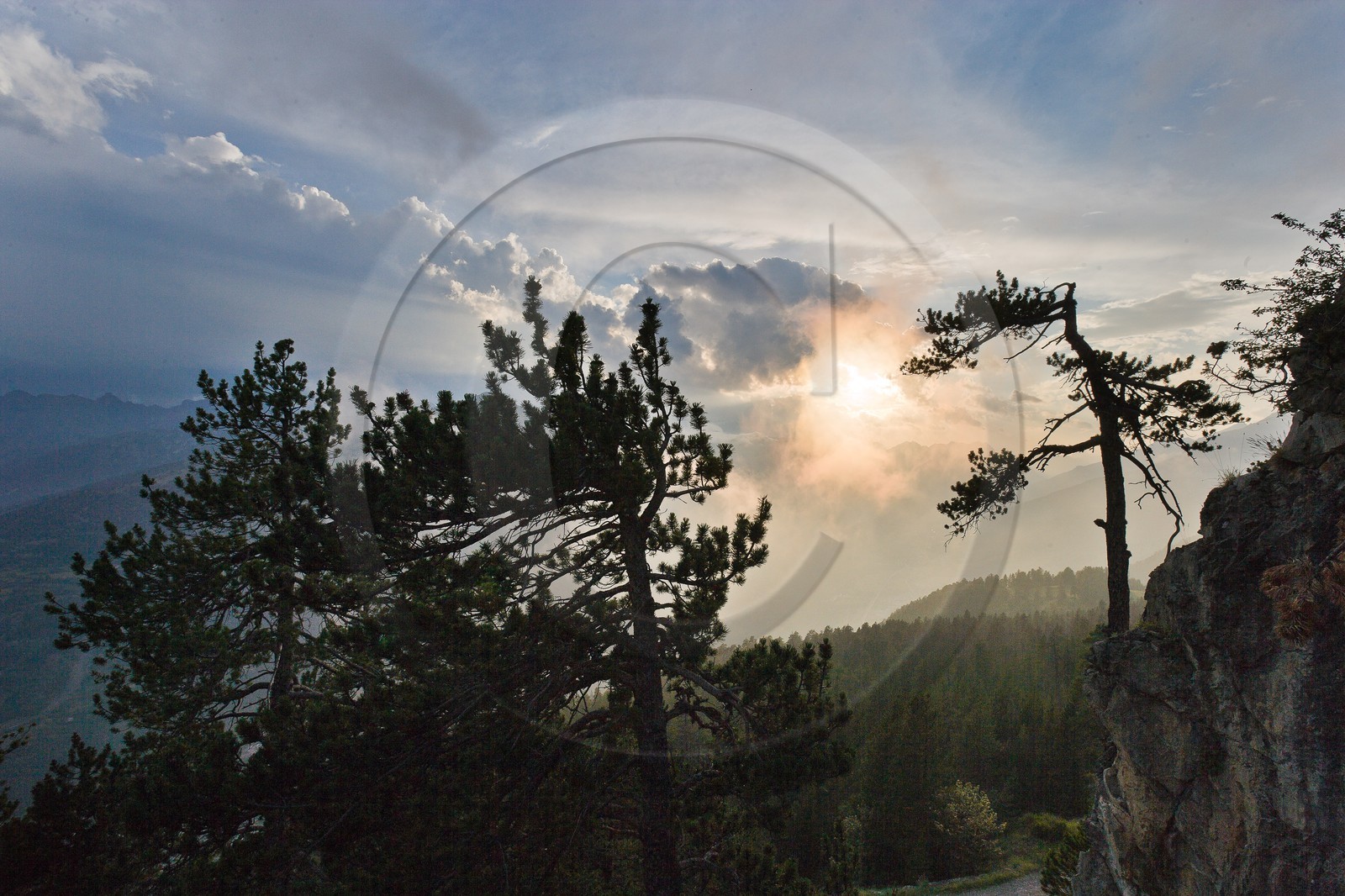 Forêt de pins à crochets