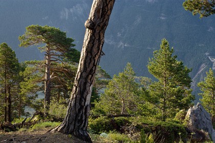 Forêt de pins à crochets