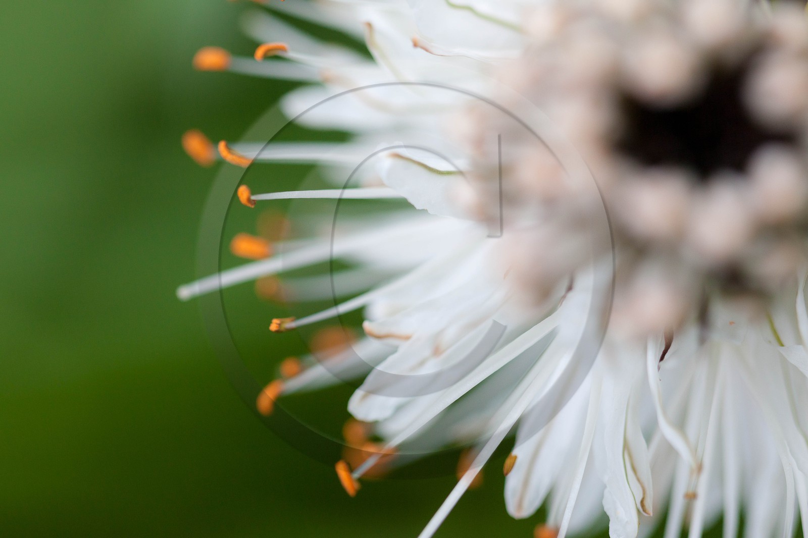 Asphodèle blanc, Asphodelus albus