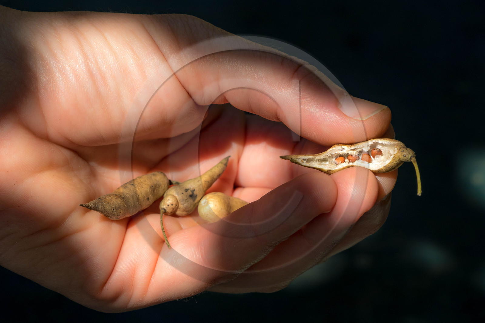 Graines de radis noir