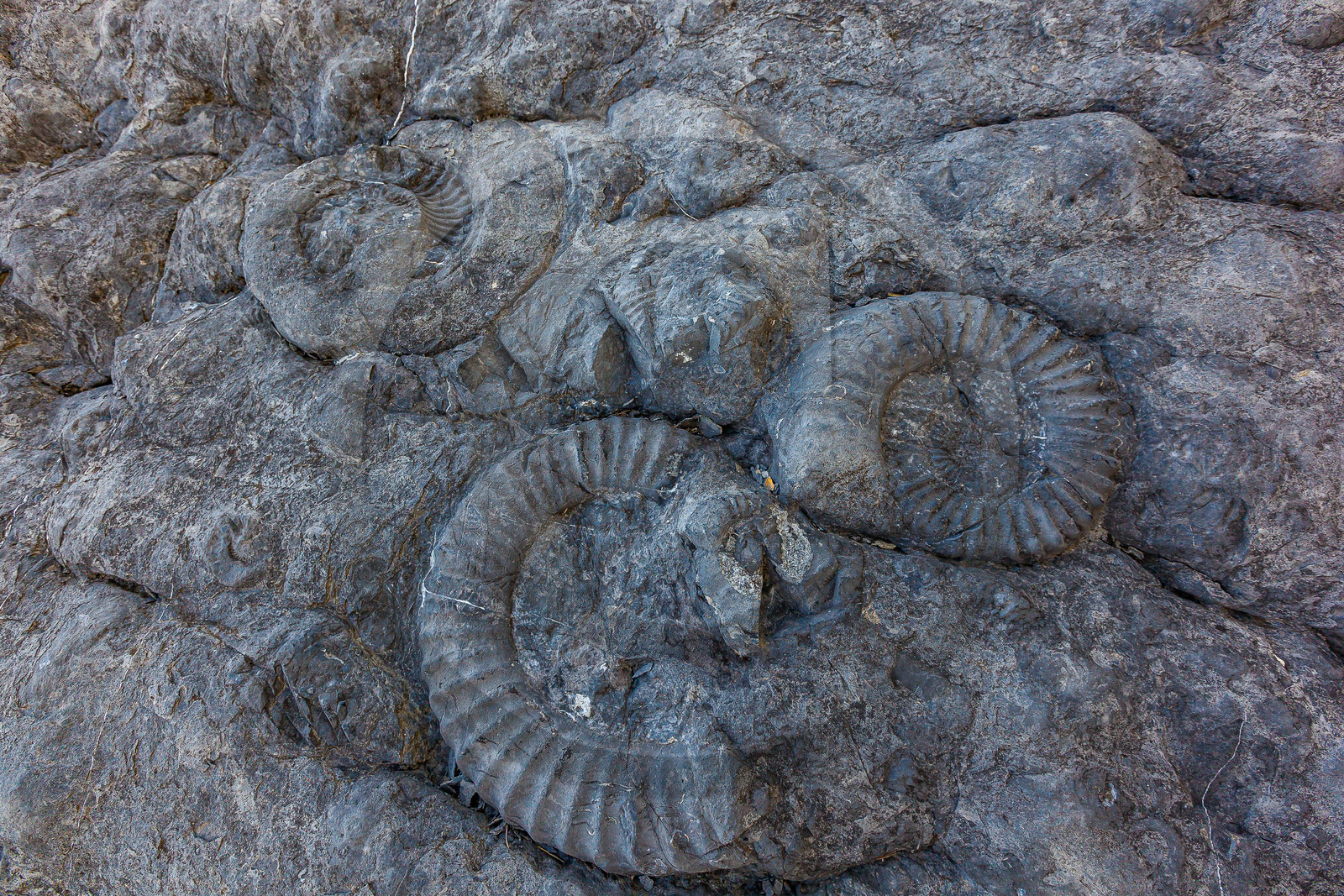 Dalle à ammonites
