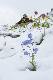 Myosotis