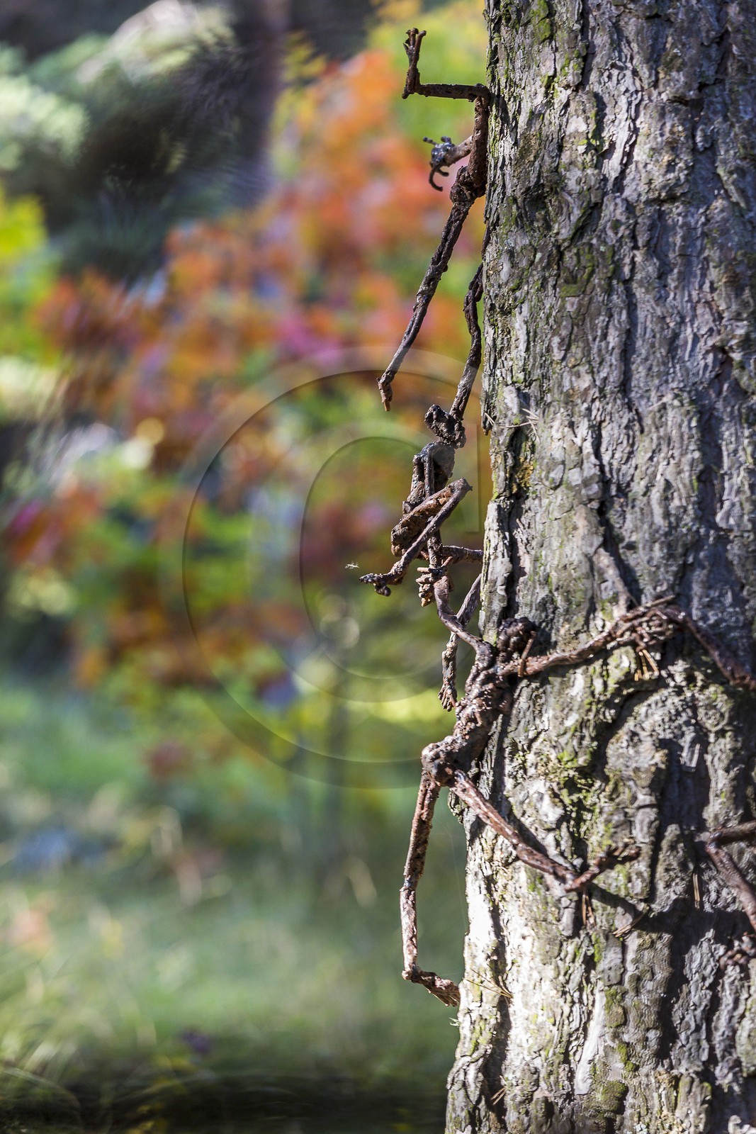 Arboretum de Roure, l'art et l'arbre, Louis Dollé, sculpteur Imagier