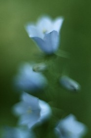 Campanule alpine, Campanula alpina
