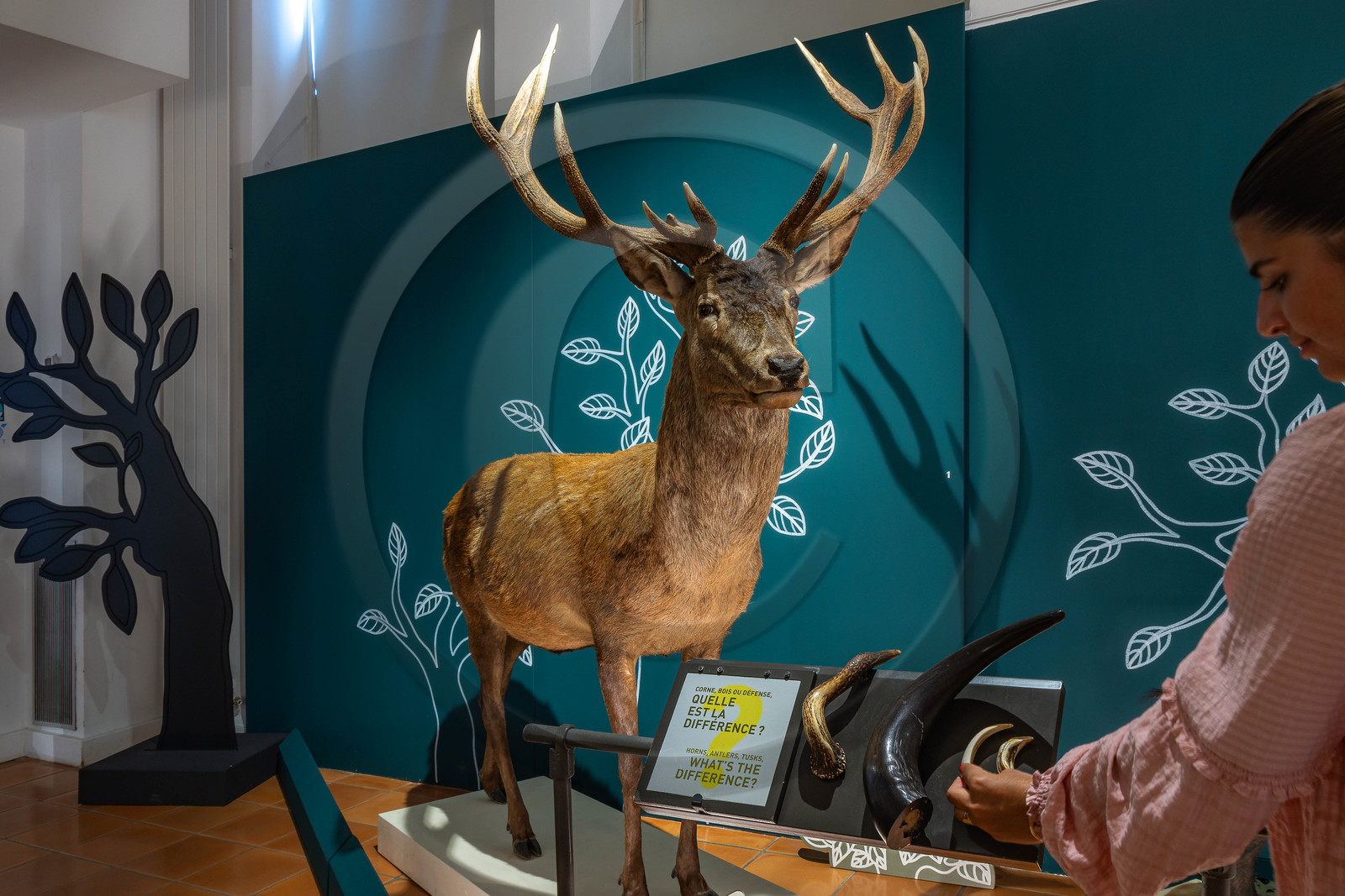 Musée Muséum départemental des Hautes-Alpes, Exposition Nuit