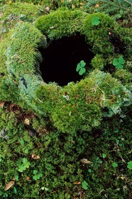 Bois du Chapitre
