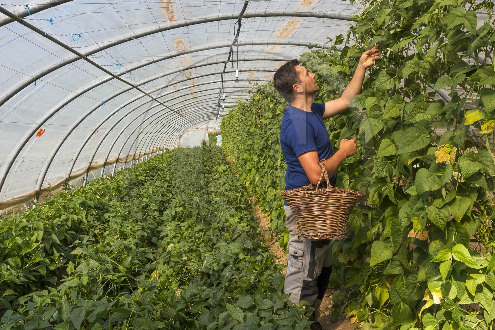 Vallée du Champsaur, Joubert Eric, maraîcher