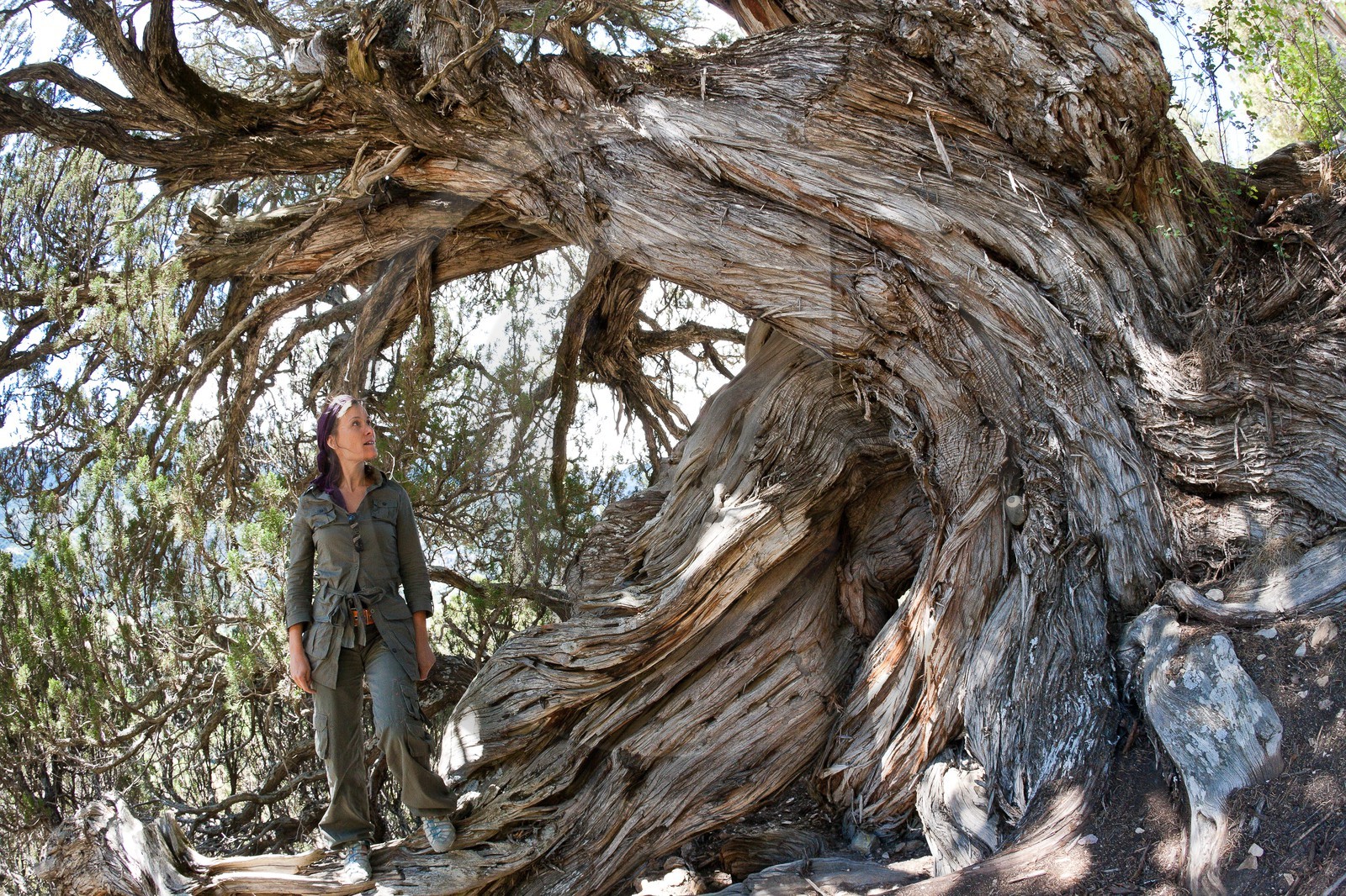 Thurifaie de St Crépin