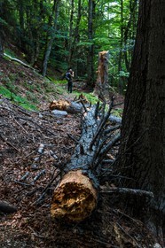 Bois du Chapitre, forêt domaniale de Gap-Chaudun