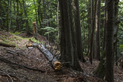 Bois du Chapitre, forêt domaniale de Gap-Chaudun