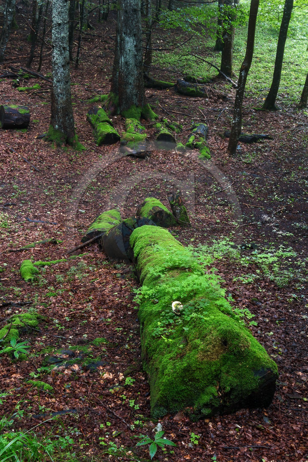 ENS de l'Isère, Les Ecouges