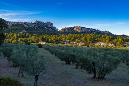 Oliveraie de la vallée des Baux de Provence