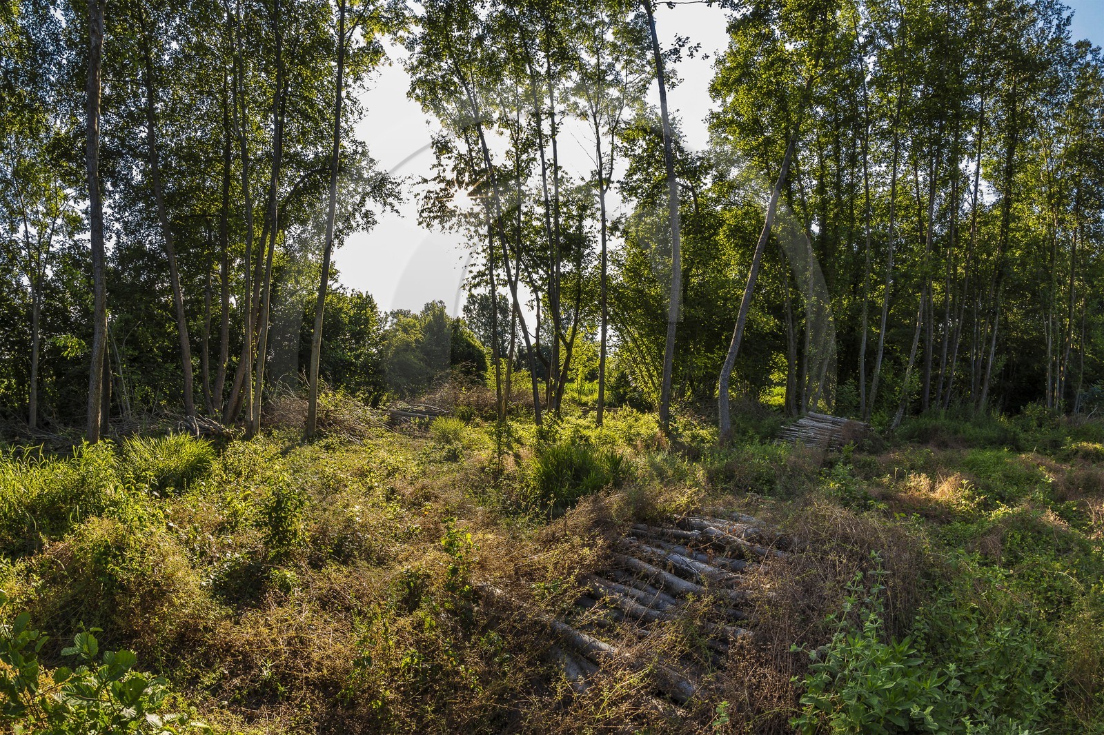 ENS de l'Isère, Zone humide de la Merlière