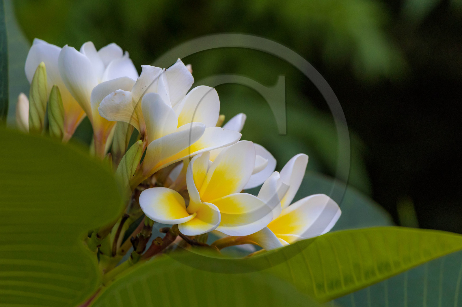 Jardin botanique de la villa Taranto