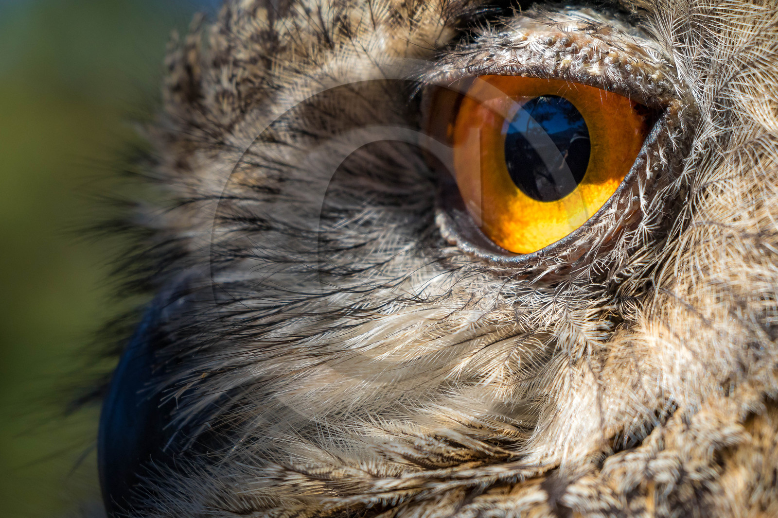 Parc animalier de Serre-Ponçon, Hibou grand-duc, Bubo bubo