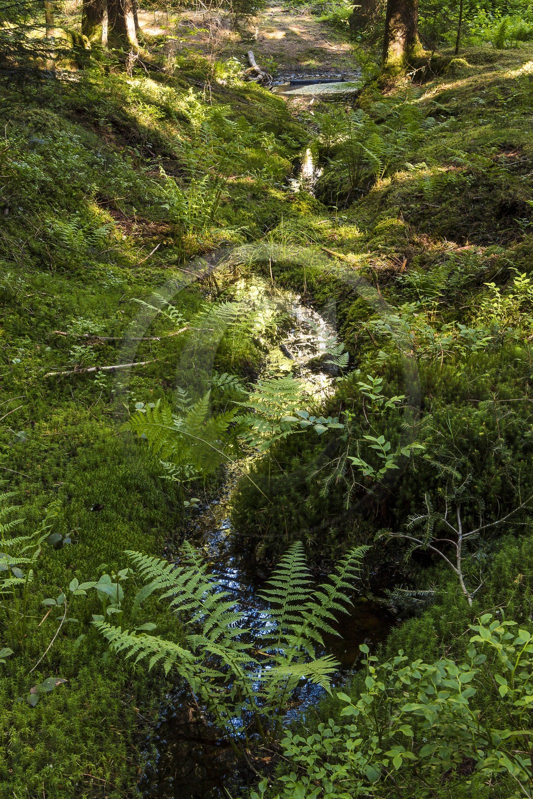 ENS de l'Isère, Marais des Seiglières