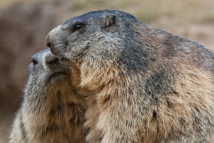 Marmotte des Alpes ( Marmota marmota )