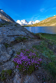 Silène acaule (silene acaulis) au Lac du Goléon