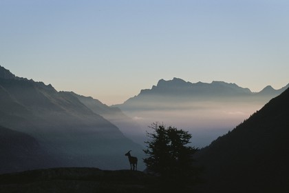 Bouquetin, ou bouquetin des Alpes (Capra ibex)
