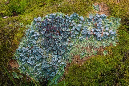 ENS de l'Isère, Plateau de la Molière et du Sornin