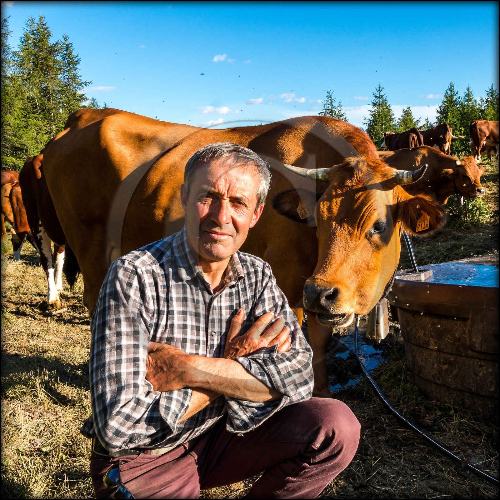 Arvieux, Christian Blanc éleveur de tarines