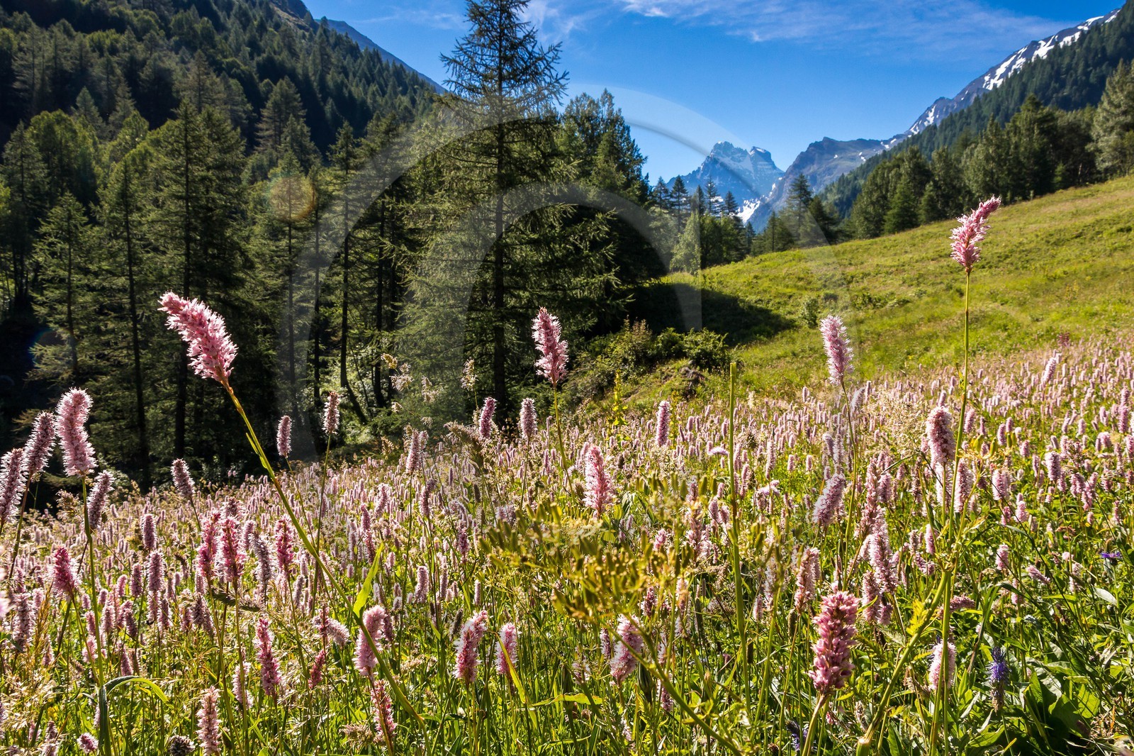 Parc naturel régional du Queyras