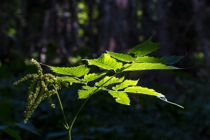Bois du Chapitre, forêt domaniale de Gap-Chaudun