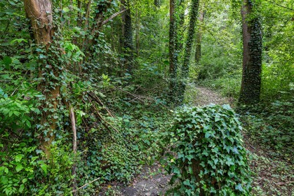 ENS de l'Isère, étang de Mai