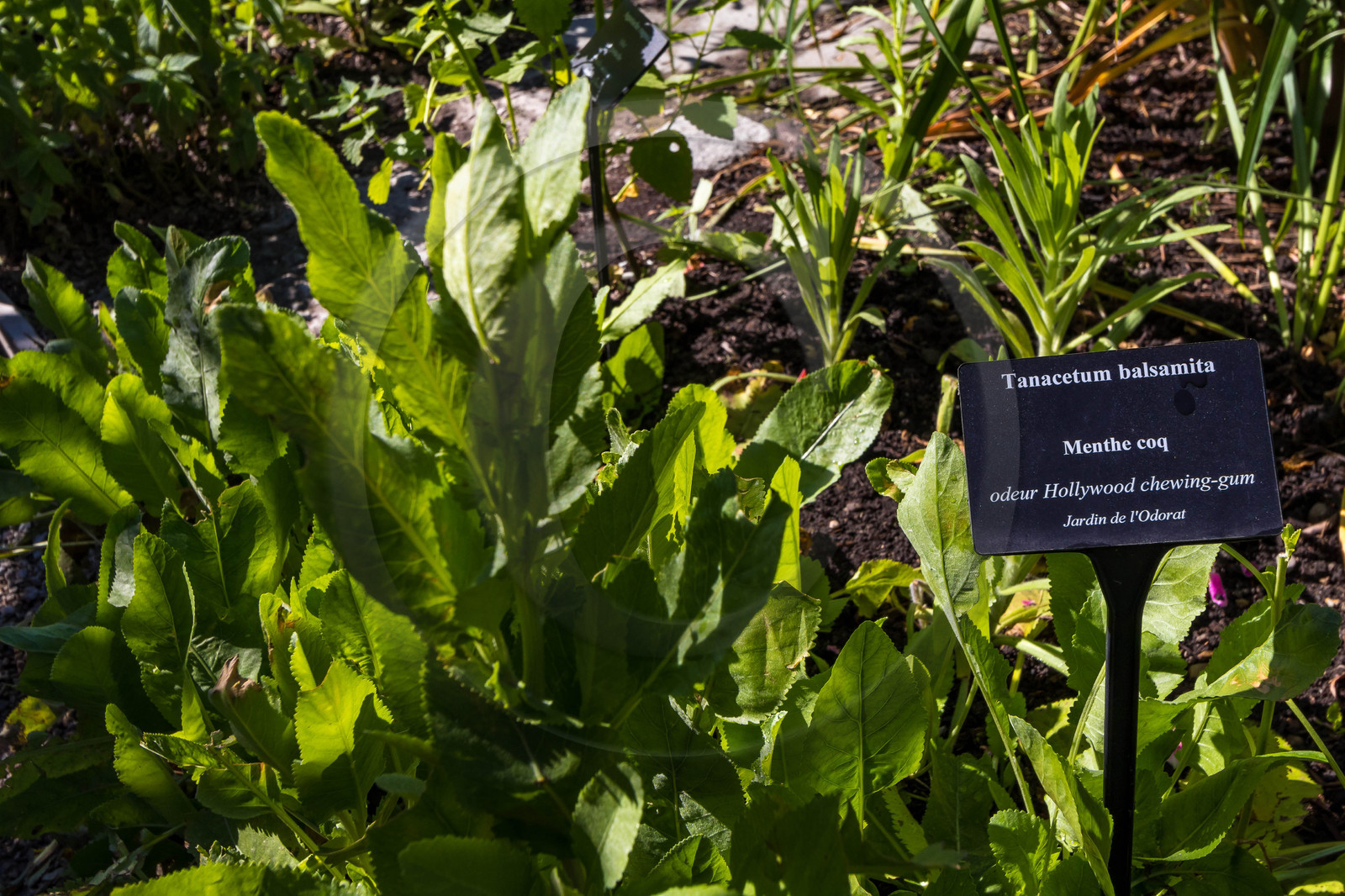 Jardin des Cinq Sens