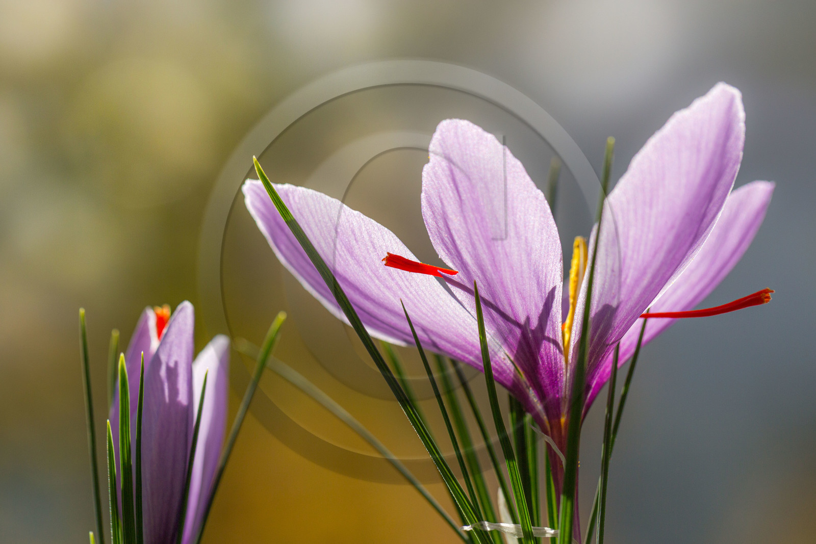 Melissa Bertrand-Pellisson,  safranière