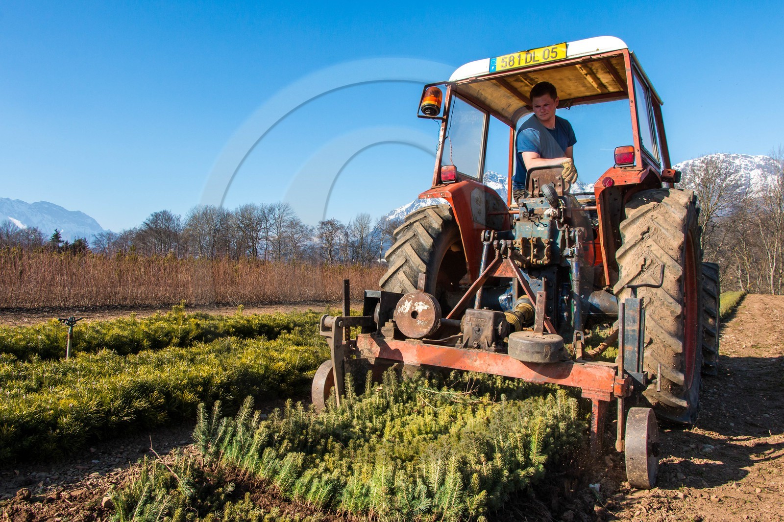 Pépinière Robin, producteur de sapin de Noël