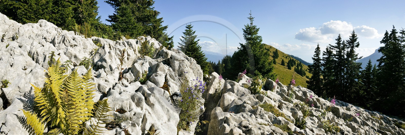 Espace naturel sensible de l'Isère, Col du Coq, Campanules dans Lapiaz