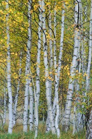 Forêt de bouleau