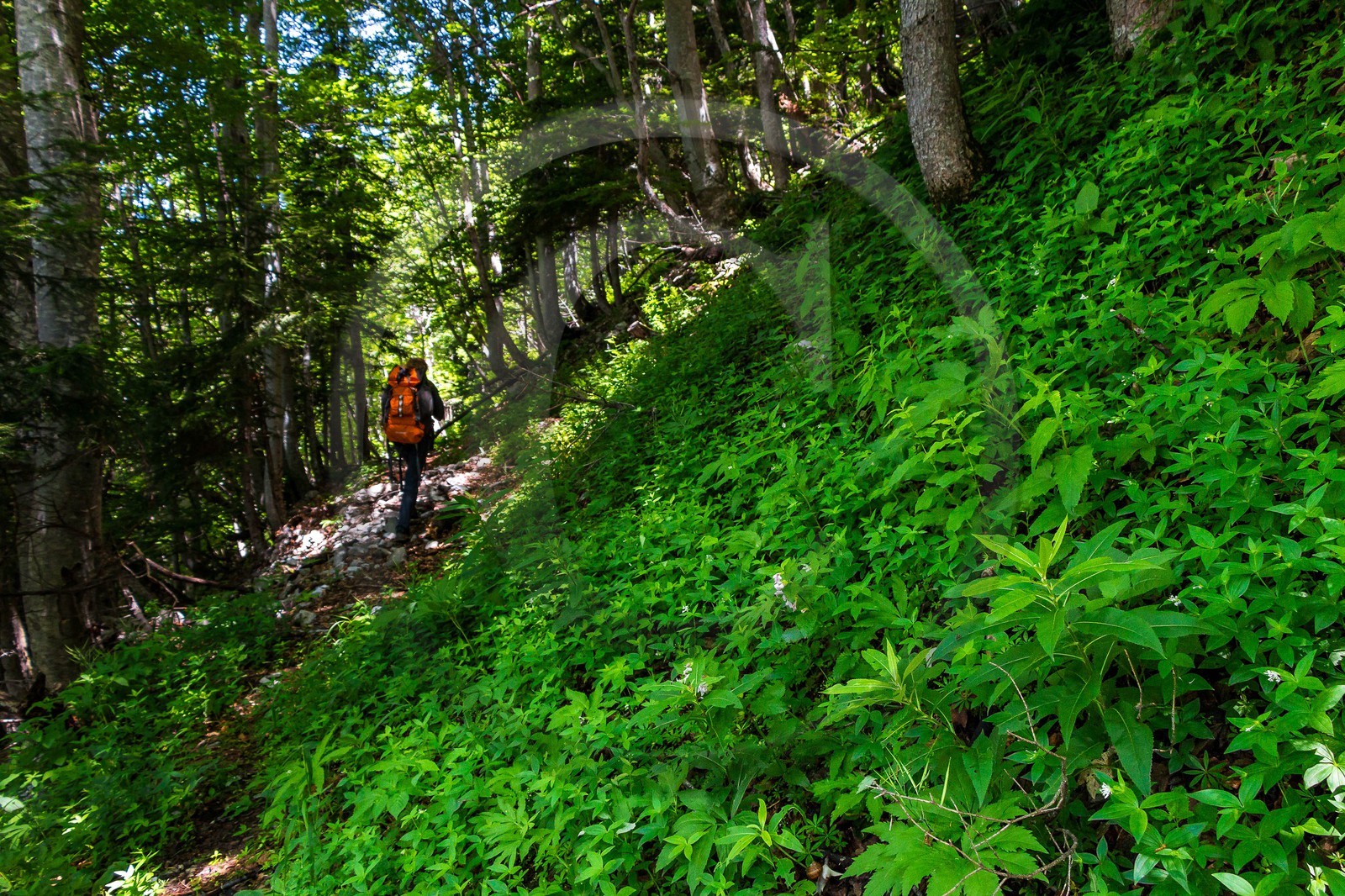 Bois du Chapitre, forêt domaniale de Gap-Chaudun