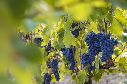 Vignoble de Saint-Jeannet, propriétaire récoltant Denis Rasse