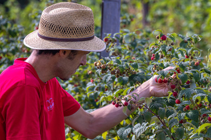 Ecrins de fruits, producteur de fruits rouges