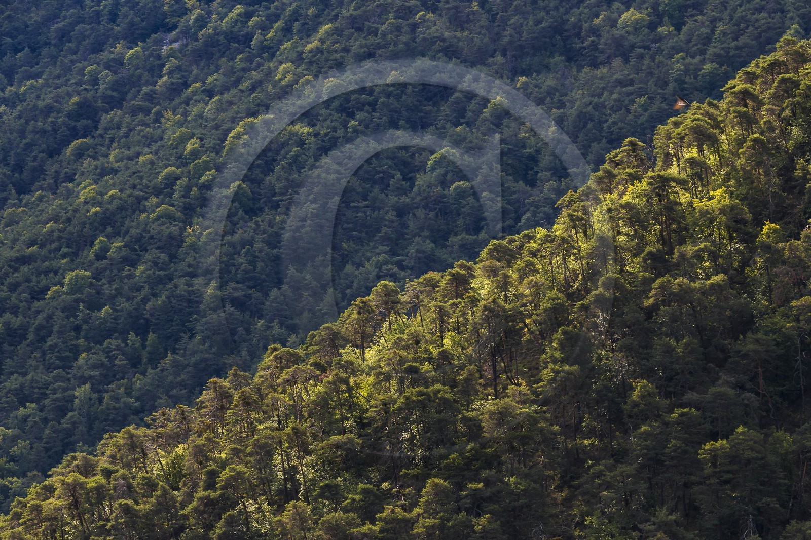 Sigale, forêt domaniale du Cheiron