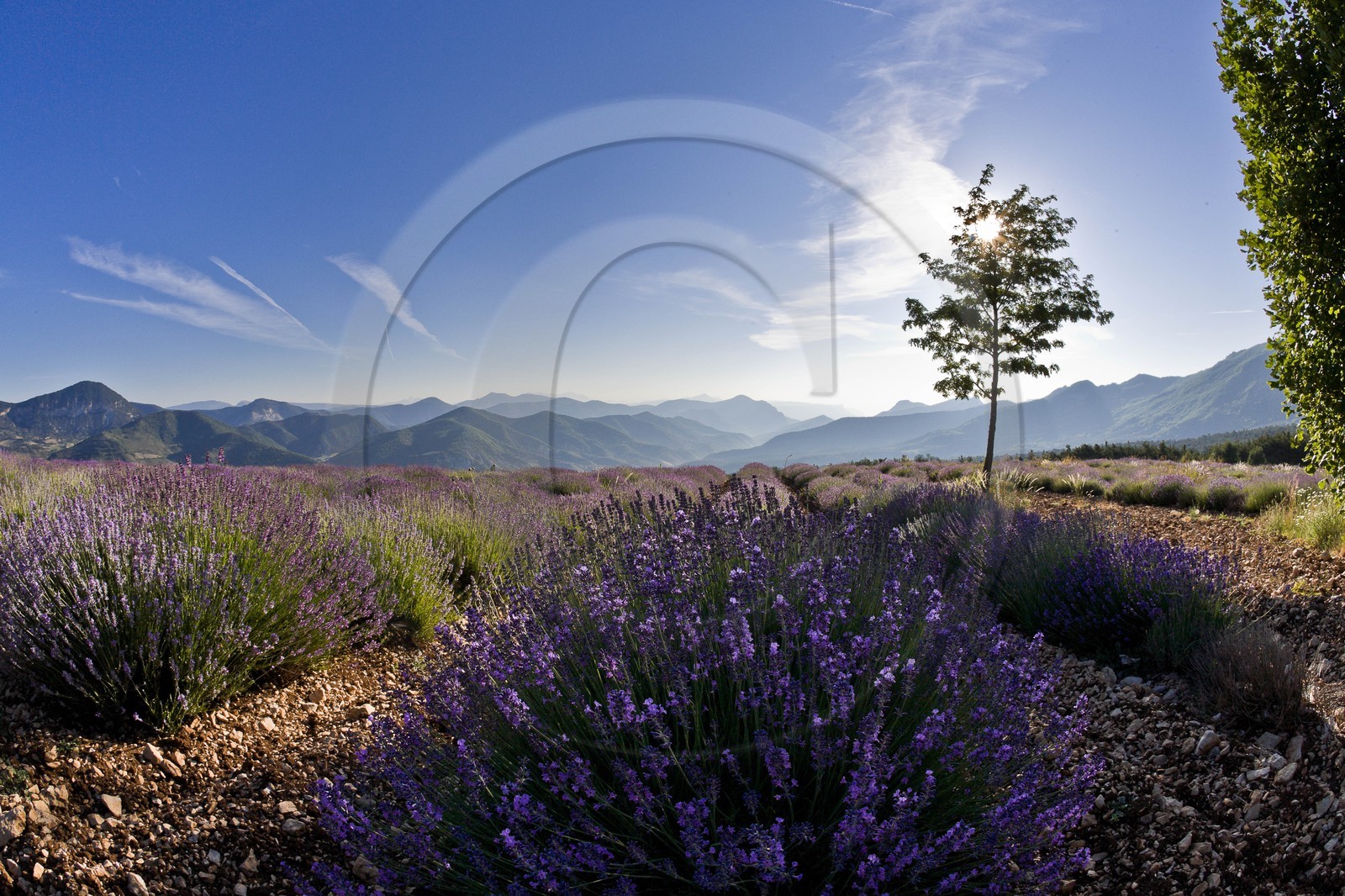 Champs de lavandes et la chaine des Ecrins