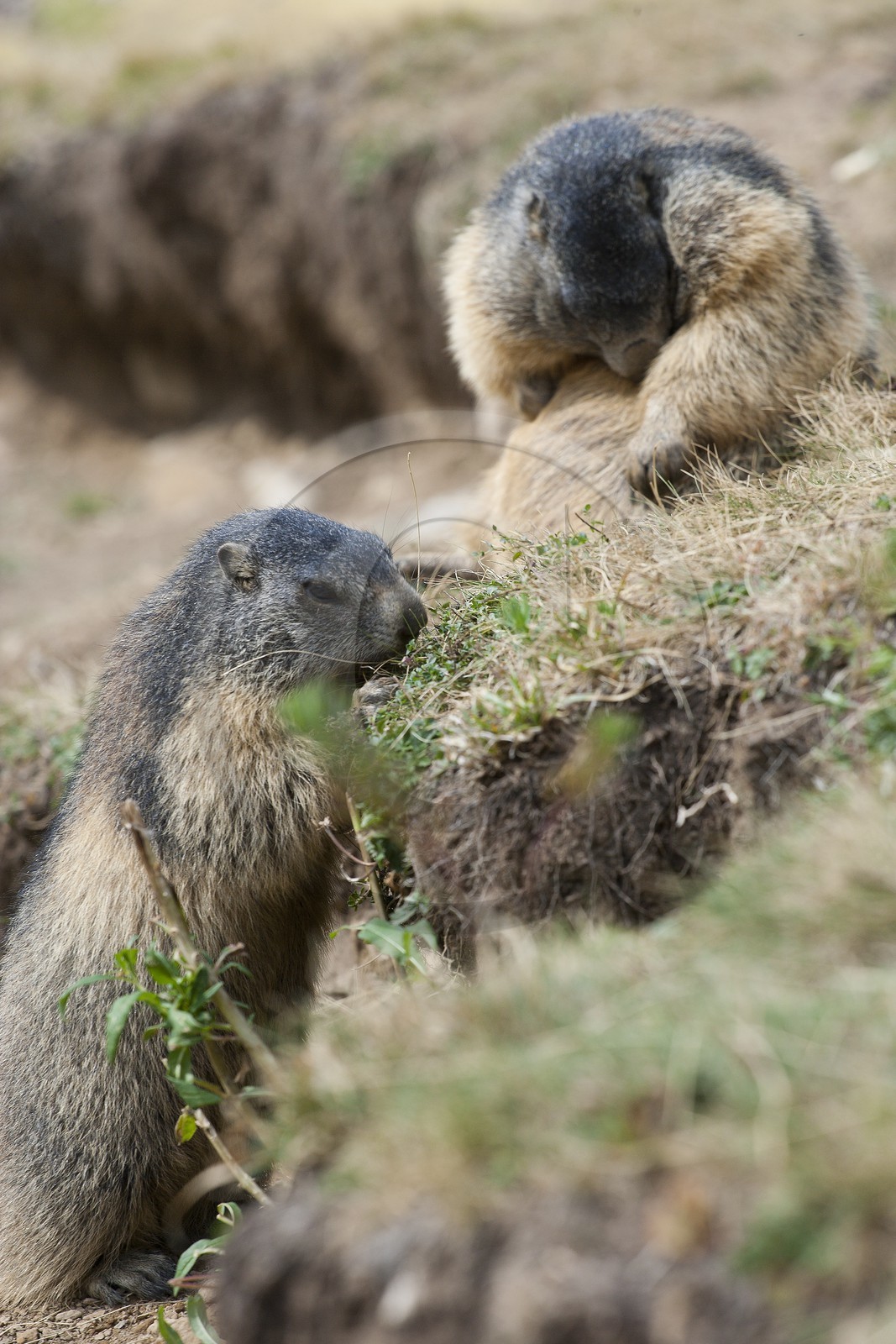 Marmotte des Alpes ( Marmota marmota )