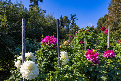 Jardin botanique de la villa Taranto