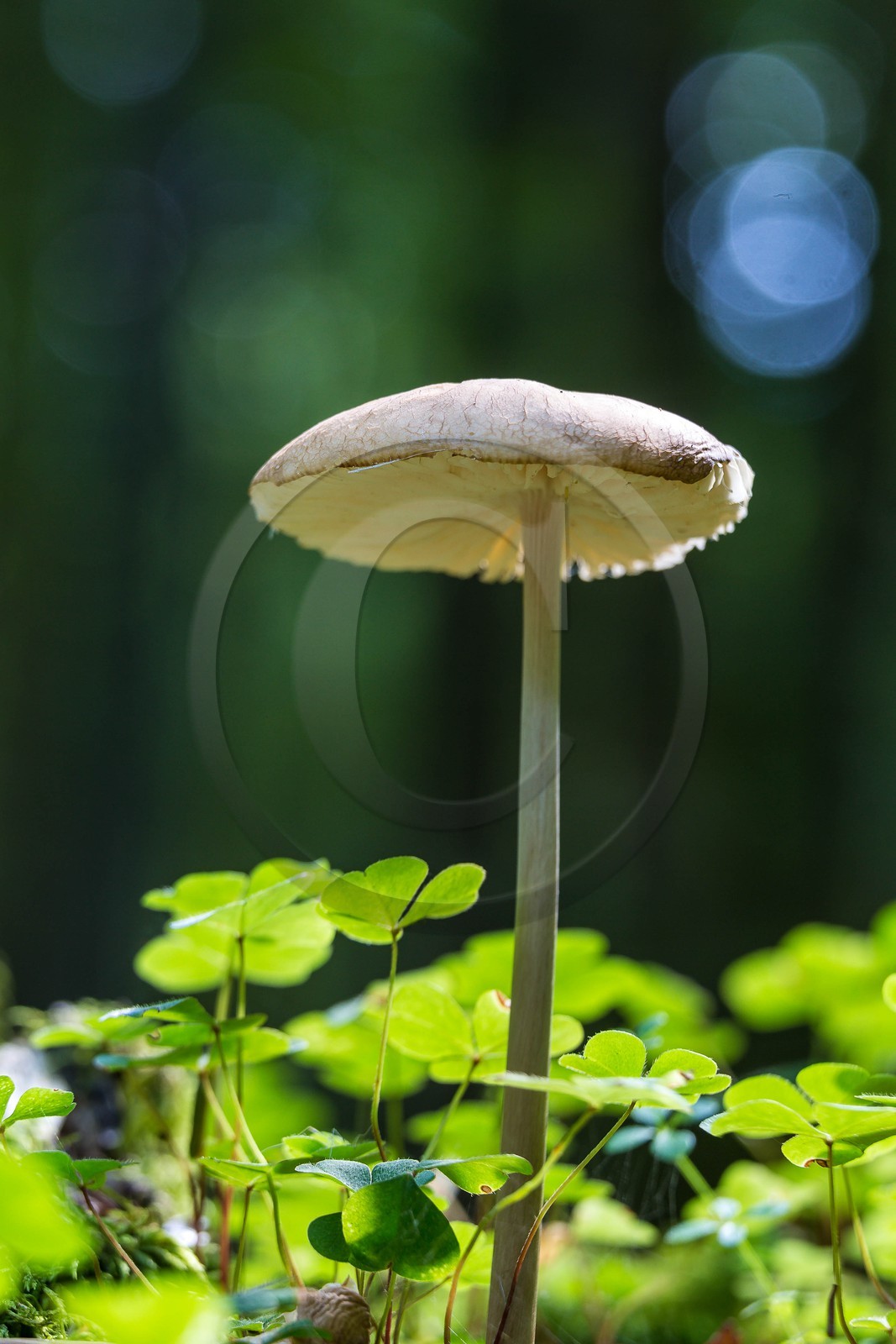 ENS de l'Isère,Tourbières du Peuil