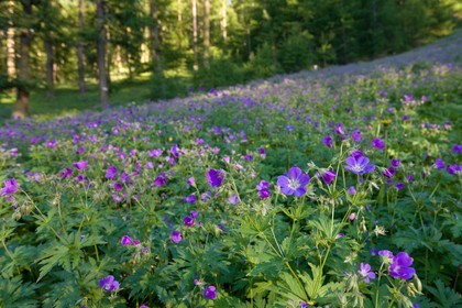 Géranium des bois; Geranium silvaticum