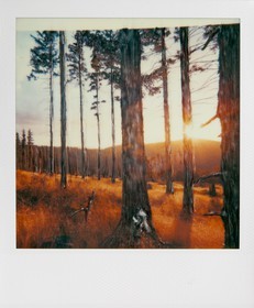 Exposition Arbres et petites forêts, éloge de la biodiversité