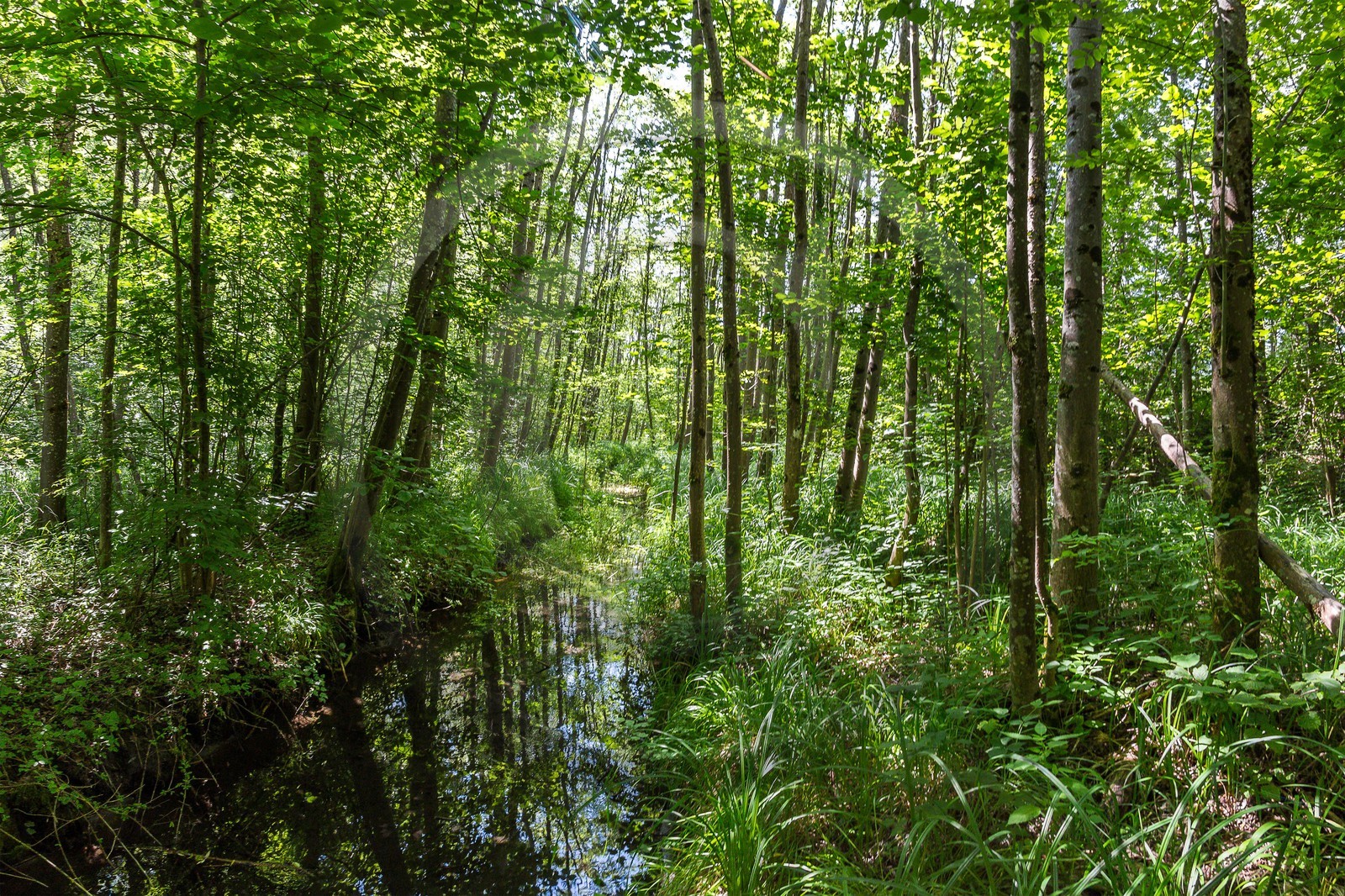 ENS de l'Isère, Vieille morte de Bourg d'Oisans