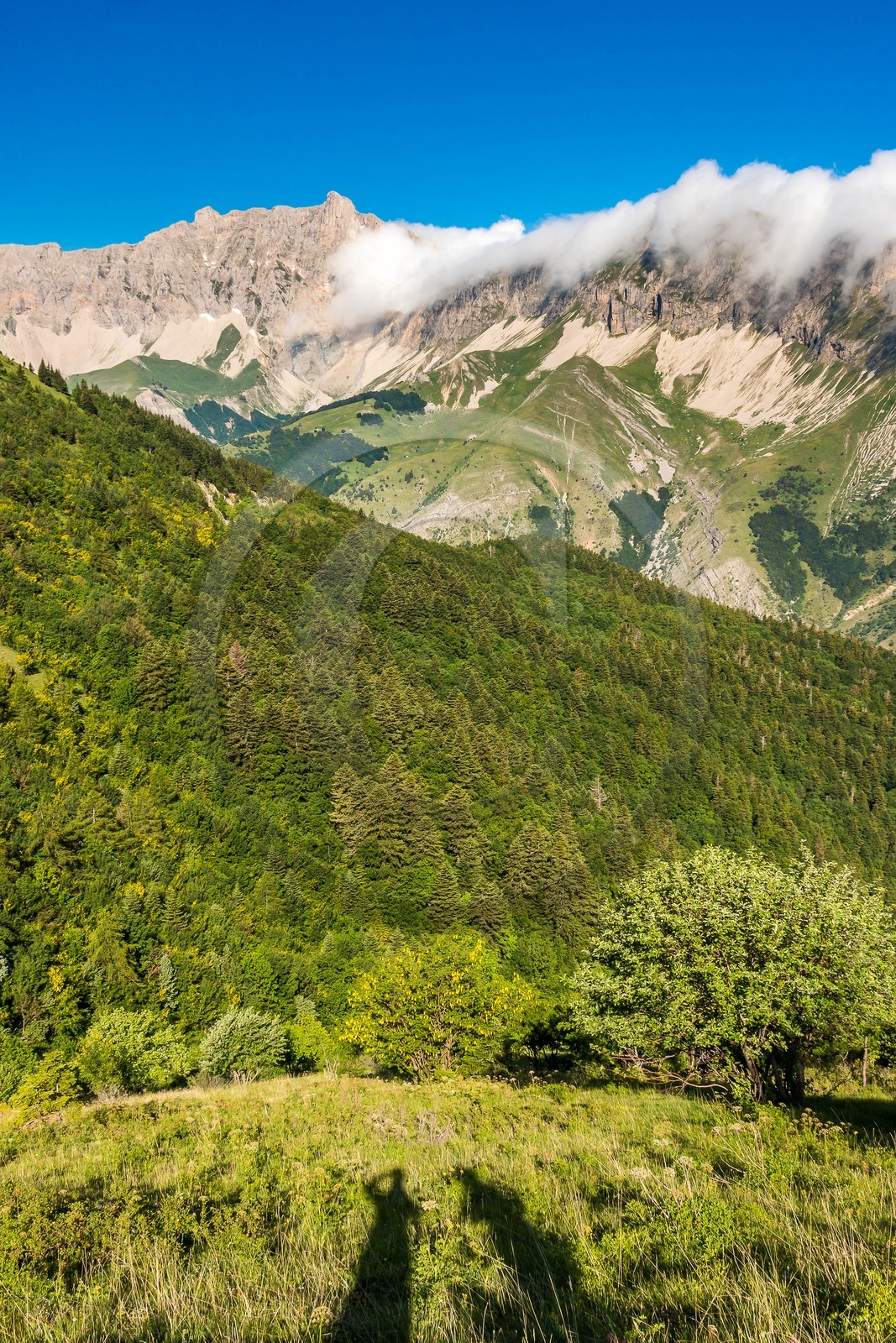 Bois du Chapitre, forêt domaniale de Gap-Chaudun