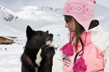 Chiens d'attelage