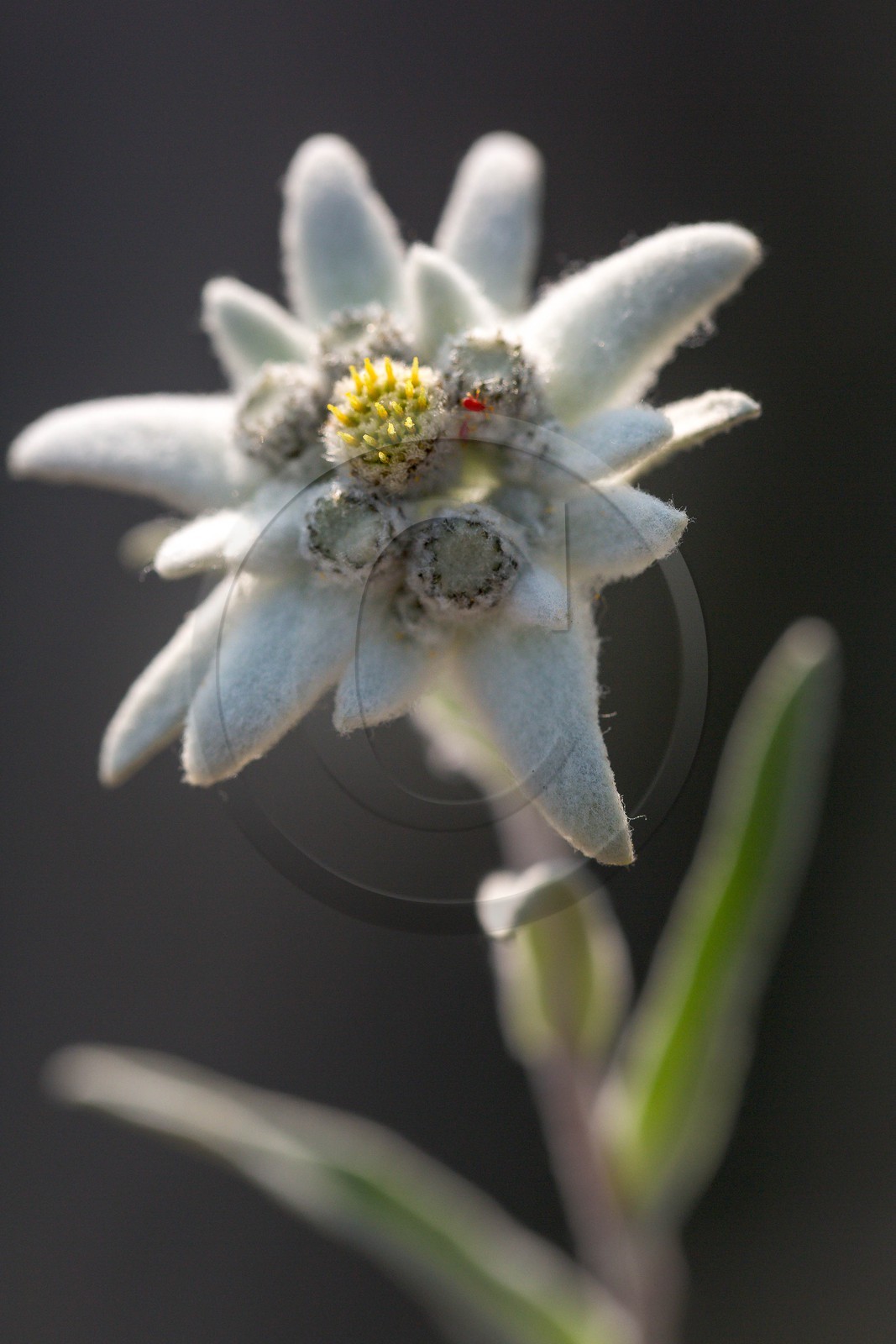 Edelweiss, Leontopodium alpinum