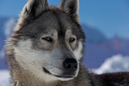 Chiens d'attelage